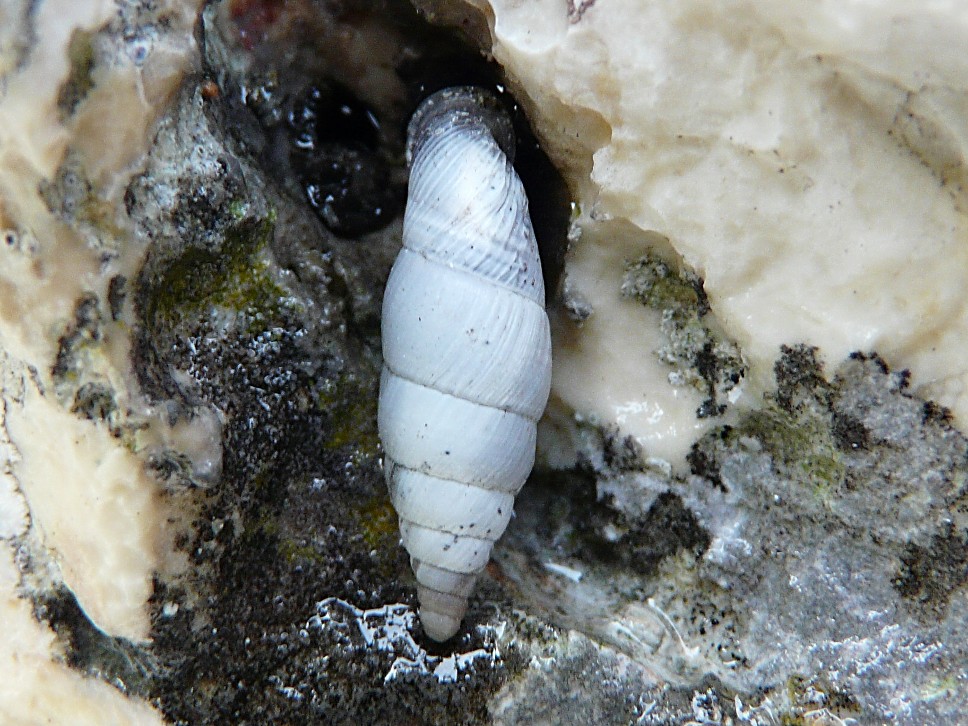 Medora macascarensis (Sowerby, 1828)